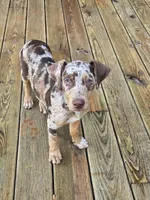 Archie, a male Doberman Pinscher for sale in Charlotte, NC – 1 of 7
