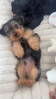 Bentley, a male Yorkipoo for sale in Nashville, TN – 3 of 8