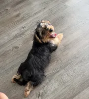 Bentley, a male Yorkipoo for sale in Nashville, TN – 8 of 8