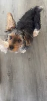 Bentley, a male Yorkipoo for sale in Nashville, TN – 5 of 8