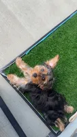 Bentley, a male Yorkipoo for sale in Nashville, TN – 2 of 8