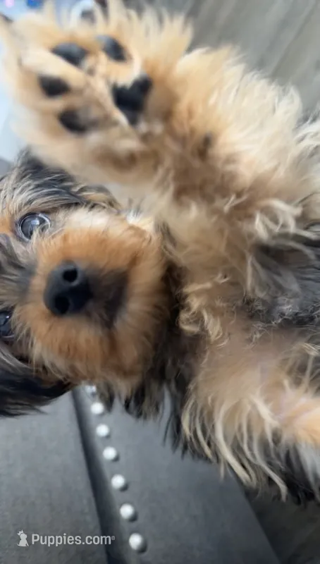 Bentley – Yorkipoo puppy for sale in Nashville, TN