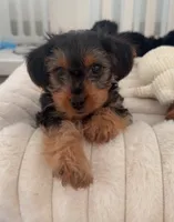 Bentley, a male Yorkipoo for sale in Nashville, TN – 4 of 8