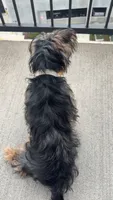Bentley, a male Yorkipoo for sale in Nashville, TN – 8 of 8