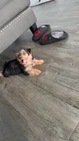 Bentley, a male Yorkipoo for sale in Nashville, TN – 7 of 8
