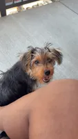 Bentley, a male Yorkipoo for sale in Nashville, TN – 6 of 8