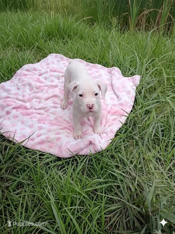 Emmy – Staffordshire Bull Terrier puppy for sale in Carbonado, WA
