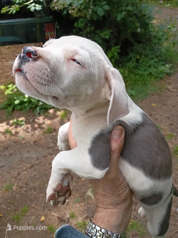Blu – Staffordshire Bull Terrier puppy for sale in Carbonado, WA