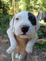 Lucy, a female Staffordshire Bull Terrier for sale in Carbonado, WA – 2 of 2