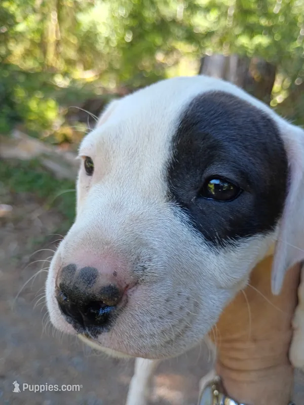 Lucy – Staffordshire Bull Terrier puppy for sale in Carbonado, WA