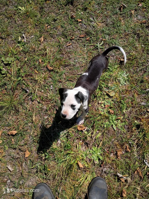 Beau – Staffordshire Bull Terrier puppy for sale in Carbonado, WA