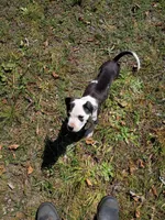 Beau, a male Staffordshire Bull Terrier for sale in Carbonado, WA – 1 of 3