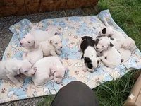 Blu, a male Staffordshire Bull Terrier for sale in Carbonado, WA – 3 of 3