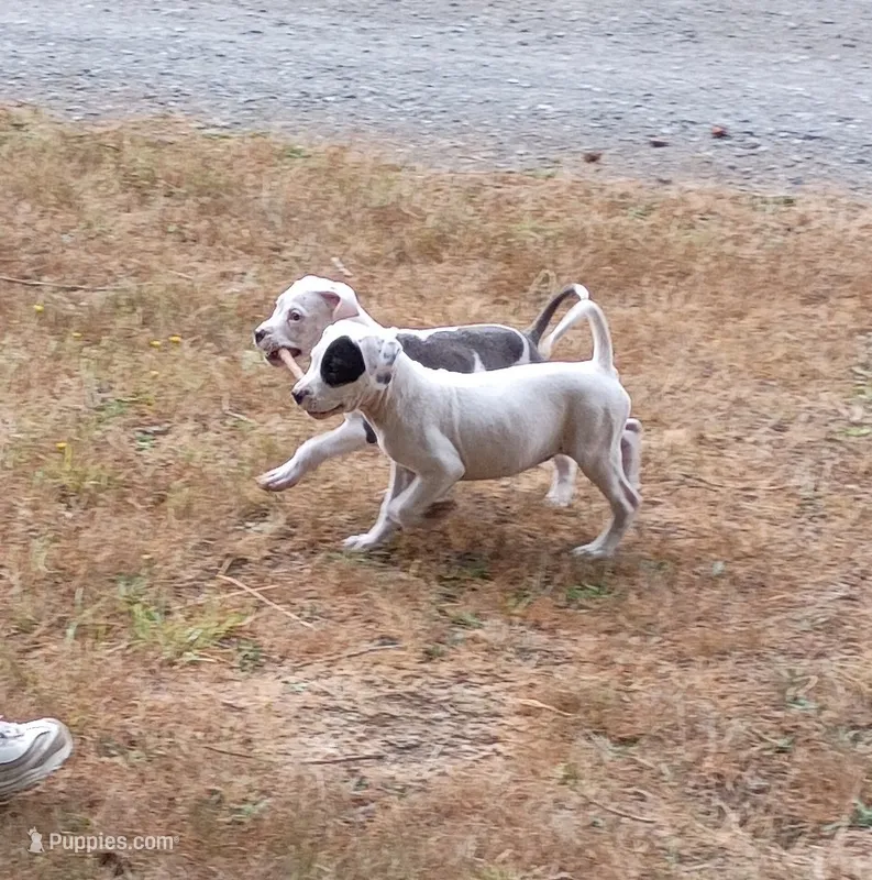 Lucy – Staffordshire Bull Terrier puppy for sale in Carbonado, WA