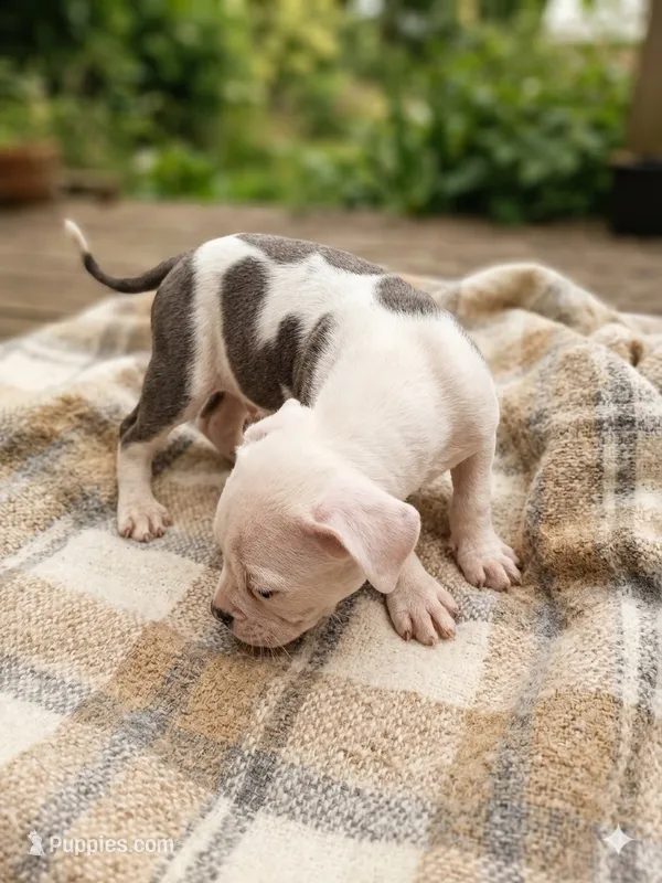 Blu, a male Staffordshire Bull Terrier for sale in Carbonado, WA – 1 of 1