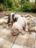 Blu, a male Staffordshire Bull Terrier for sale in Carbonado, WA – 1 of 1