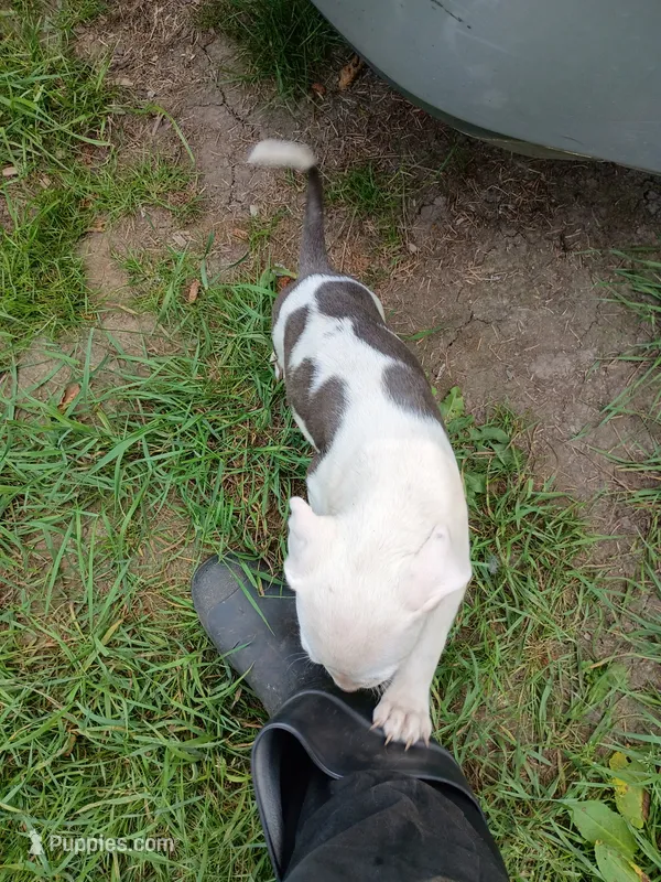 Blu – Staffordshire Bull Terrier puppy for sale in Carbonado, WA