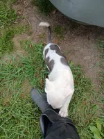 Blu, a male Staffordshire Bull Terrier for sale in Carbonado, WA – 1 of 3