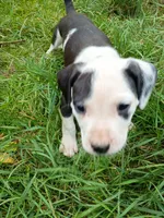 Beau, a male Staffordshire Bull Terrier for sale in Carbonado, WA – 2 of 3