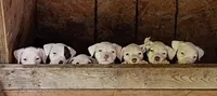 Lucy, a female Staffordshire Bull Terrier for sale in Carbonado, WA – 3 of 4