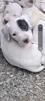 Lucy, a female Staffordshire Bull Terrier for sale in Carbonado, WA – 4 of 4