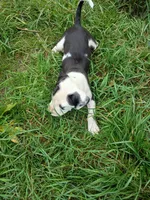 Bo, a male Staffordshire Bull Terrier for sale in Carbonado, WA – 2 of 3