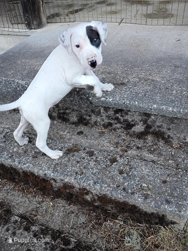 Lucy – Staffordshire Bull Terrier puppy for sale in Carbonado, WA