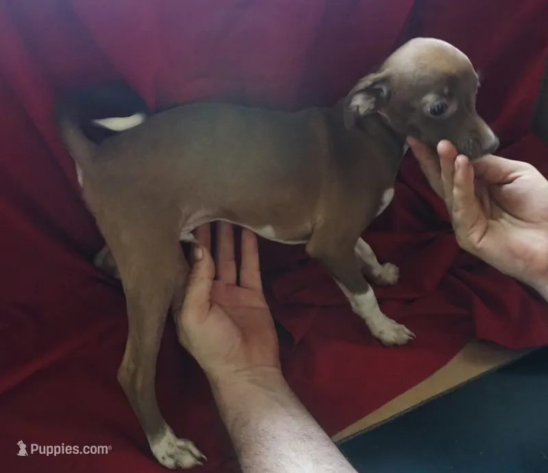 male 3 – Rat Terrier puppy for sale in Homosassa, FL