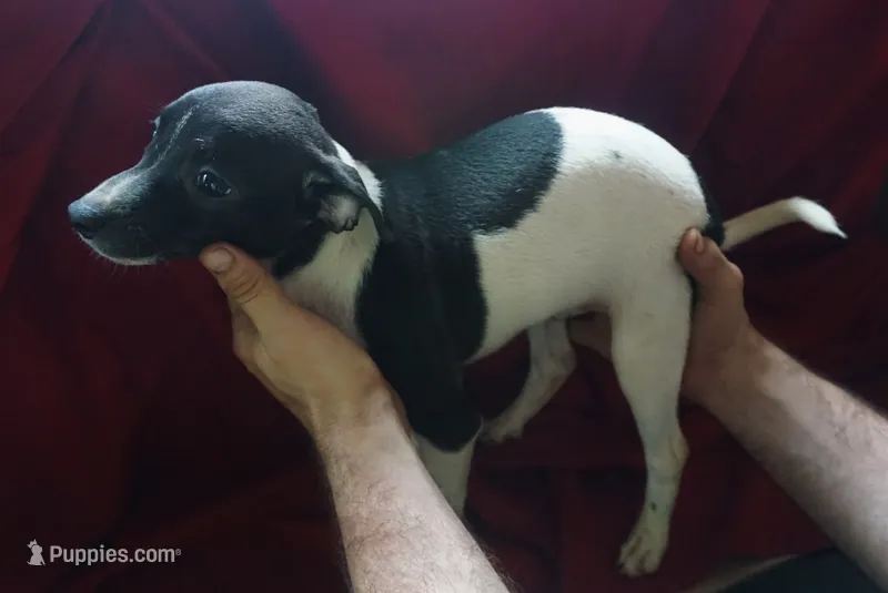 male 1 – Rat Terrier puppy for sale in Homosassa, FL