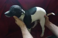 male 1, a male Rat Terrier for sale in Homosassa, FL – 1 of 2