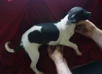 male 1, a male Rat Terrier for sale in Homosassa, FL – 2 of 2