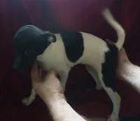 male 2, a male Rat Terrier for sale in Homosassa, FL – 2 of 2
