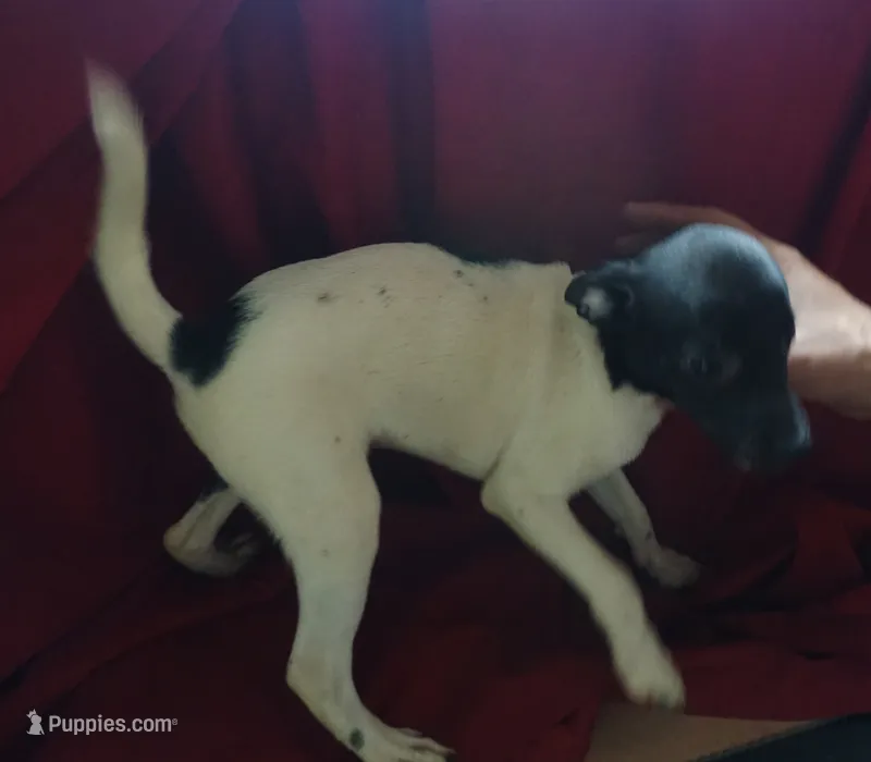 male 2 – Rat Terrier puppy for sale in Homosassa, FL