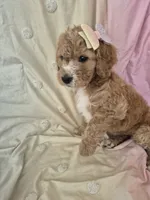Mini multigen goldendoodle Ginger, a female Miniature Goldendoodle for sale in Easley, SC – 5 of 7