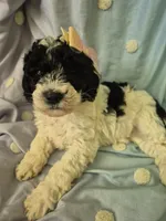 Mini multigen parti goldendoodle Luna!, a female Goldendoodle for sale in Easley, SC – 6 of 10