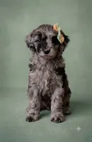 Mini multigen goldendoodle Mollie, a female Miniature Goldendoodle for sale in Easley, SC – 2 of 5