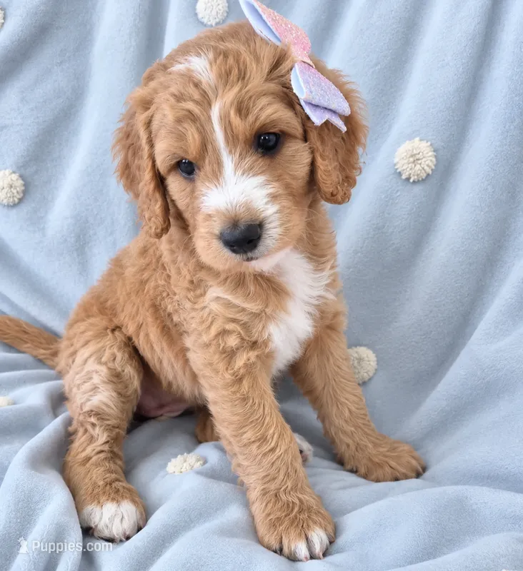 Mini multigen goldendoodle Ginger – Miniature Goldendoodle puppy for sale in Easley, SC