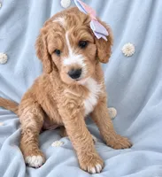 Mini multigen goldendoodle Ginger, a female Goldendoodle for sale in Easley, SC – 1 of 7