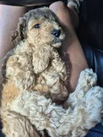 Mini multigen goldendoodle Ollie, a male Miniature Goldendoodle for sale in Easley, SC – 4 of 6