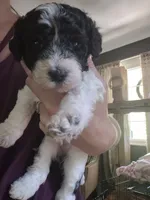 Mini multigen parti goldendoodle Luna!, a female Goldendoodle for sale in Easley, SC – 4 of 10