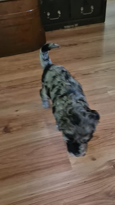 Mini multigen goldendoodle Mollie, a female Goldendoodle for sale in Easley, SC – 6 of 6