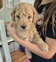 Mini multigen goldendoodle Ollie, a male Miniature Goldendoodle for sale in Easley, SC – 3 of 6