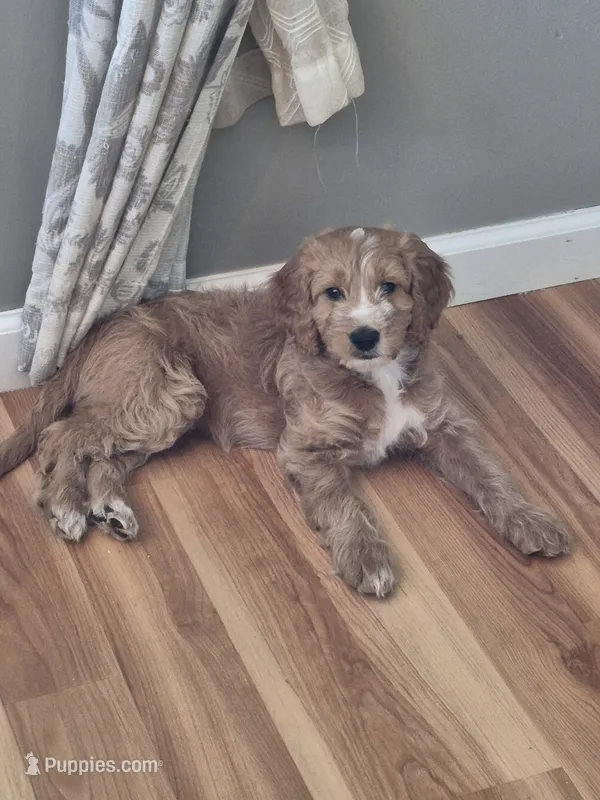 Mini multigen goldendoodle Daisy Ready Now! – Goldendoodle puppy for sale in Easley, SC