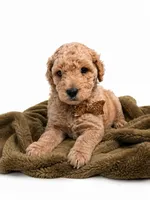 Mini multigen goldendoodle Ollie, a male Miniature Goldendoodle for sale in Easley, SC – 2 of 6