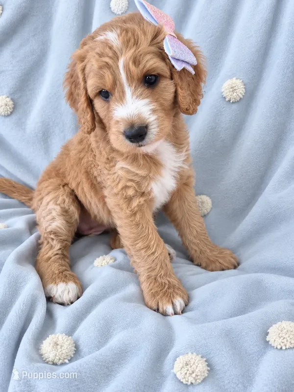 Mini multigen goldendoodle Ginger – Miniature Goldendoodle puppy for sale in Easley, SC
