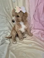 Mini multigen goldendoodle Ginger, a female Miniature Goldendoodle for sale in Easley, SC – 6 of 7