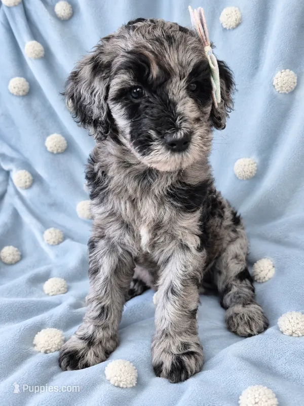 Mini multigen goldendoodle Mollie – Miniature Goldendoodle puppy for sale in Easley, SC