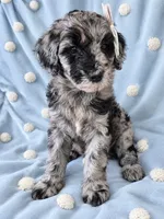 Mini multigen goldendoodle Mollie, a female Miniature Goldendoodle for sale in Easley, SC – 1 of 5