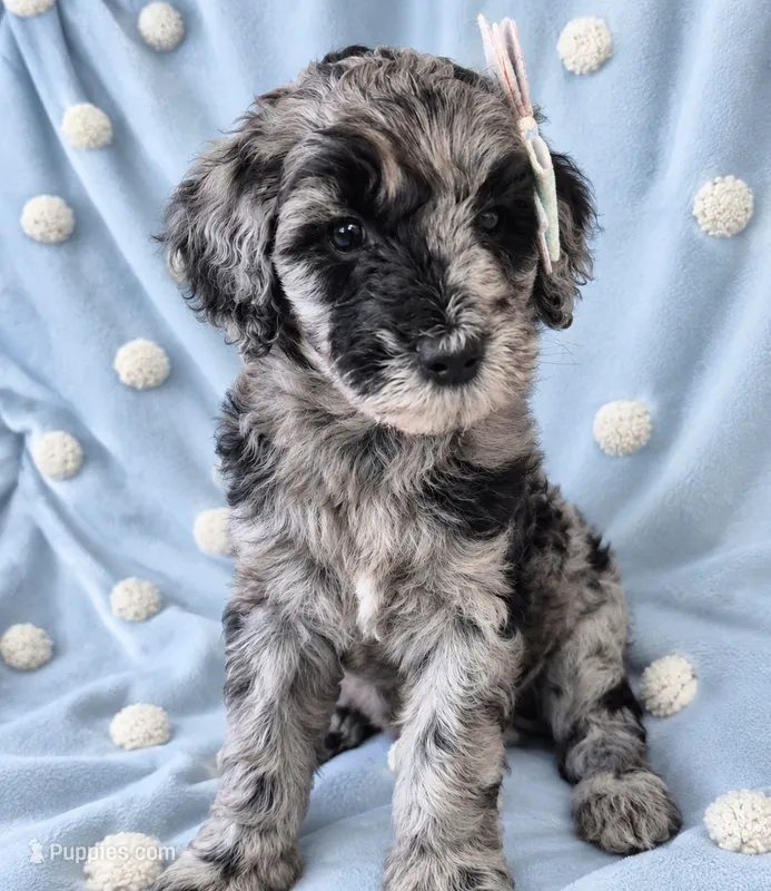 Mini multigen goldendoodle Mollie – Miniature Goldendoodle puppy for sale in Easley, SC