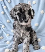 Mini multigen goldendoodle Mollie, a female Goldendoodle for sale in Easley, SC – 1 of 6